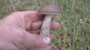 Ищем грибы подберёзовики. Тихая охота 2021 года.