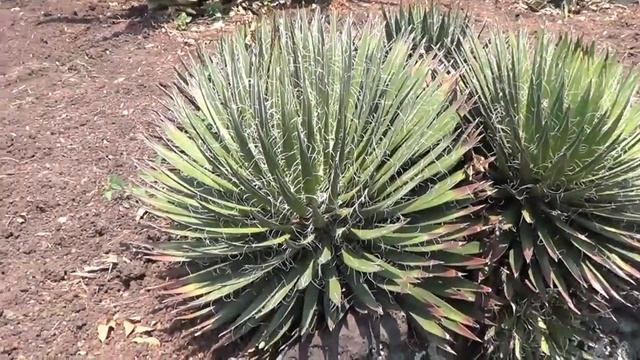 AGAVE GALLERY:  Agave Filifera
