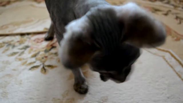 Сфинкс Зифирка смотреть онлайн