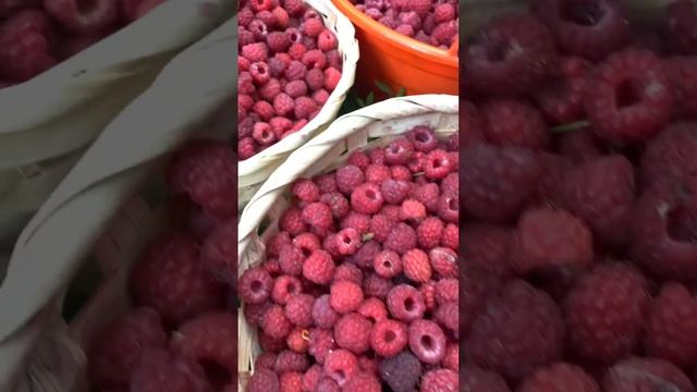СУПЕР сбор лесной малины 2022 смотреть онлайн