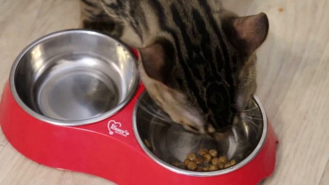 Котёнок в доме. Что нужно питомцу? смотреть онлайн