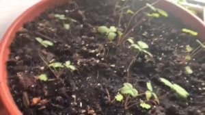 Клубника на подоконнике, выращенная из семян . Часть 2 .