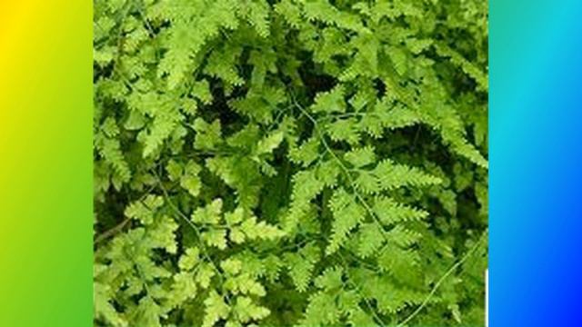 10 bài thuốc trị viêm đường tiết niệu смотреть онлайн