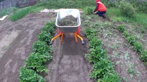 Как полоть траву легко и быстро. Лучший пропольник для огорода