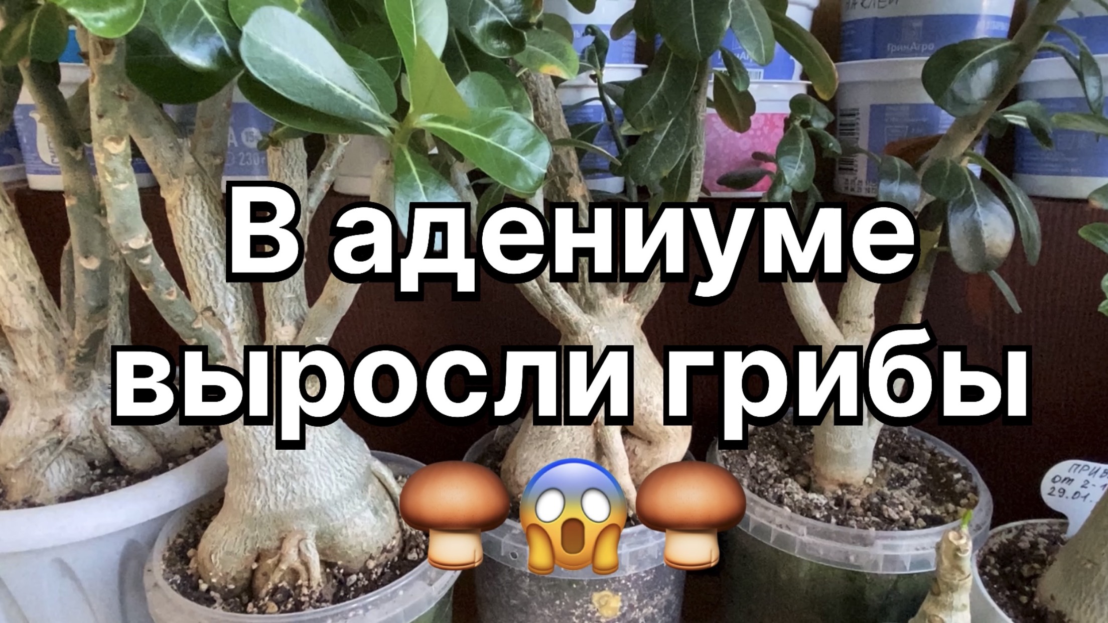 Грибы в грунте адениума. Прививки черенков и саженцев адениума. Скудное цветение. 29 июля 2024 г. смотреть онлайн