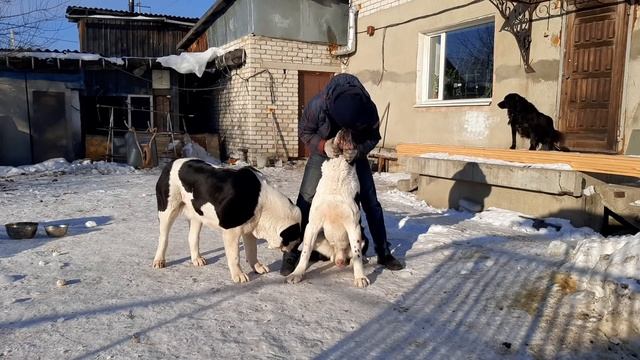 Бугай Алабай. Зимний порядок в вольере. О 5 -25 смотреть онлайн
