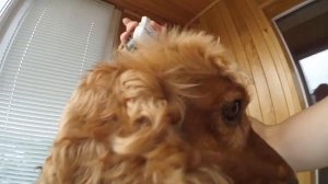 Стрижем спаниеля Сёму НАЛЫСО. Спортивная стрижка машинкой.