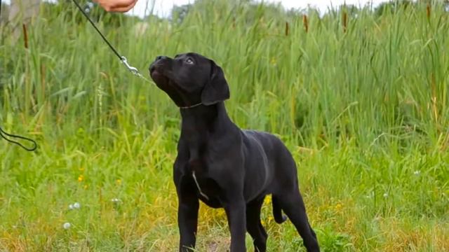 Щенок кане корсо 5 мес. kennel Casa Di Alba смотреть онлайн