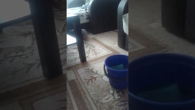 Мой кот играет с водой и тряпкой смотреть онлайн