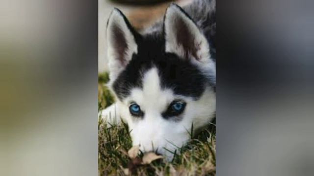 Кто люби Хазки? смотреть онлайн