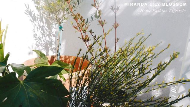 Patio Refresh смотреть онлайн