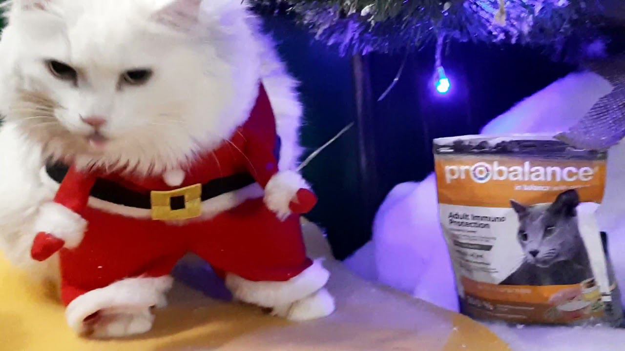 Новогодний Probalance Adult Immuno Protection смотреть онлайн