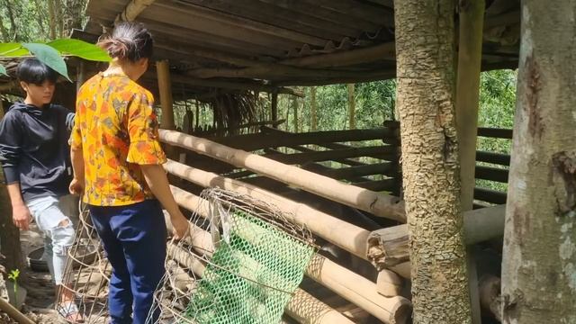 Build A Pig Farm, Move Wild Boar To A Place Where There Is No Disease, Green Forest Life