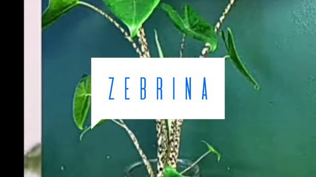 TOP TEN RARE PLANTS OF ALOCASIA смотреть онлайн