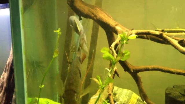 Purple spotted gudgeon and Daemon Geophagus with Cupido cichlid смотреть онлайн