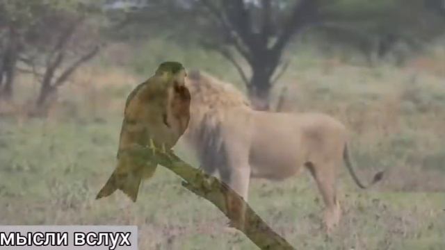 Самвел Ад Крым ваш или их?Разборки с полицией. смотреть онлайн