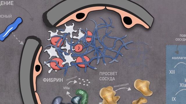 Фактор V Лейден. смотреть онлайн