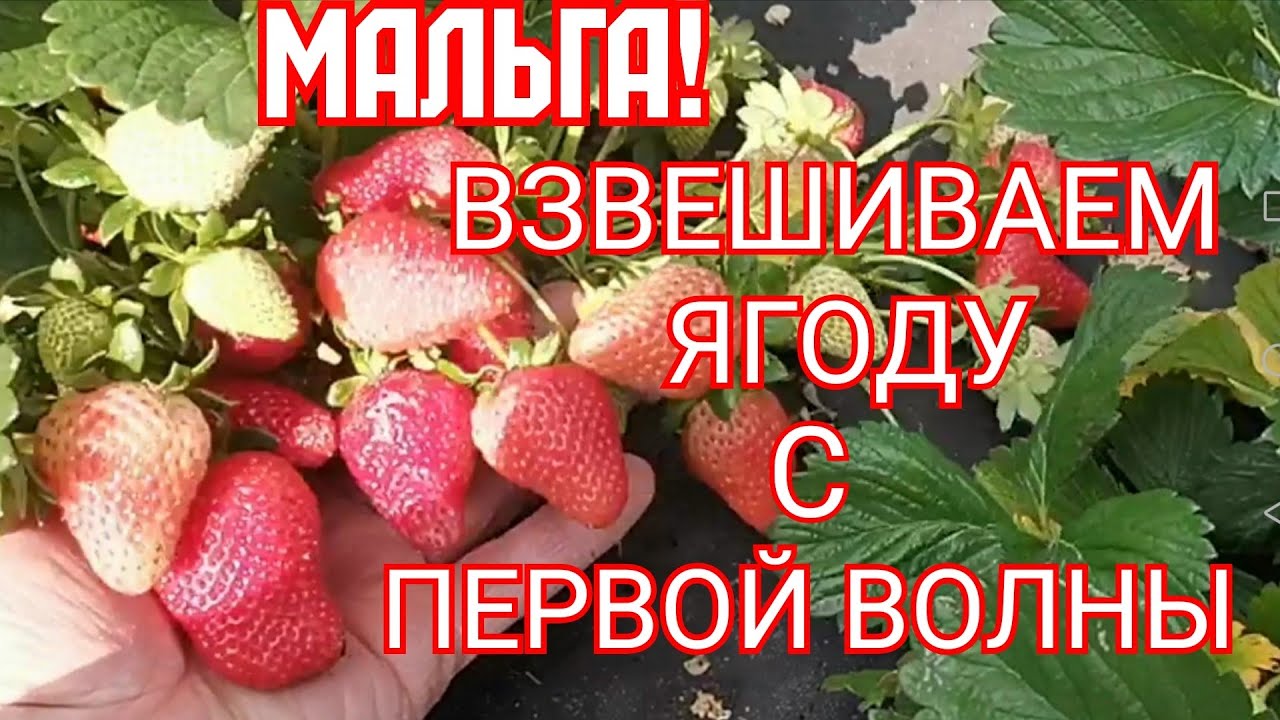 Сколько дает Мальга с куста, за первую волну! смотреть онлайн