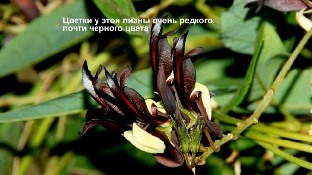 ТОП - 10 самых необычных КОМНАТНЫХ растений смотреть онлайн