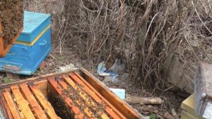 Исправление безматочной семьи весной