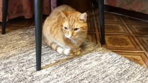 Кот обижает кошечку 🙀