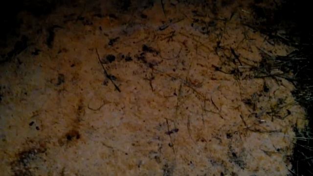 Выращиваем свиней на мясо. смотреть онлайн