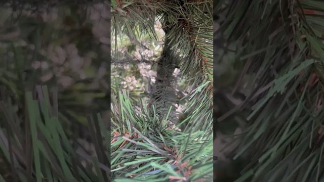 Ель Калипсо (ПВХ, искусственная) смотреть онлайн