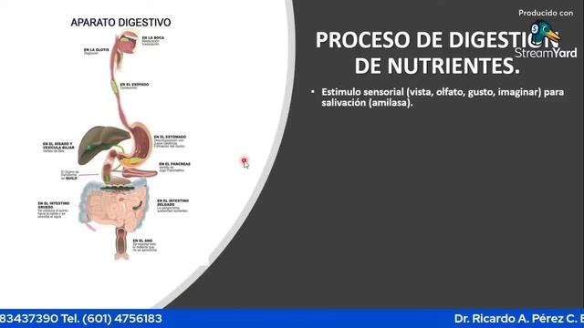 LA TROFOLOGÍA. El arte de combinar correctamente los alimentos. смотреть онлайн