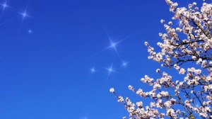 Футаж Весна