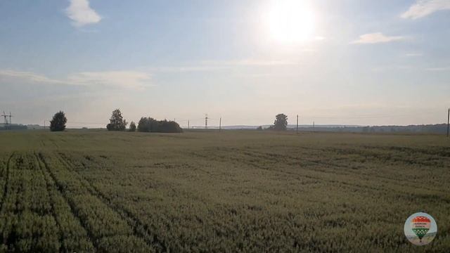 Полет над овсяным полем на воздушном шаре смотреть онлайн