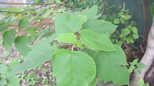 Paper Mulberry | English смотреть онлайн