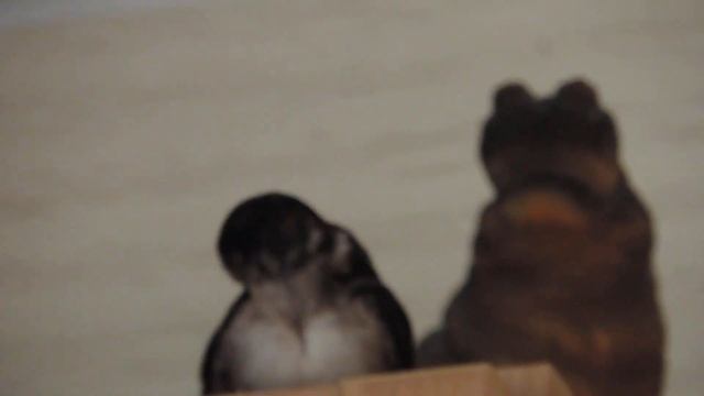 Delichon urbicum - ГОРОДСКАЯ ЛАСТОЧКА смотреть онлайн