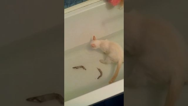 Джес купается смотреть онлайн
