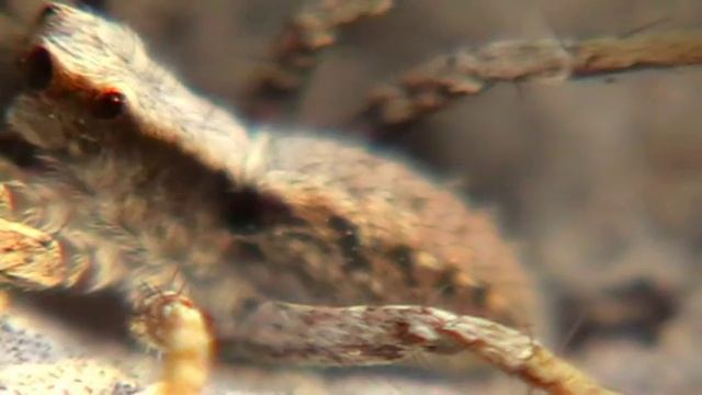 Spider - WOLF ! Паук ВОЛК ! смотреть онлайн