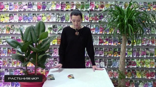 клен клен клен / Как вырастить абутилон из семян ? смотреть онлайн