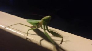 Богомол танцует