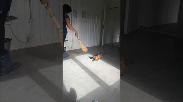Последнее видео с моей любимой кошечкой 😭 до того, как её разорвали собаки.... смотреть онлайн