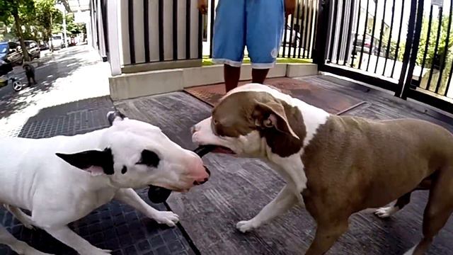 Bull terrier VS Pitbull fight смотреть онлайн