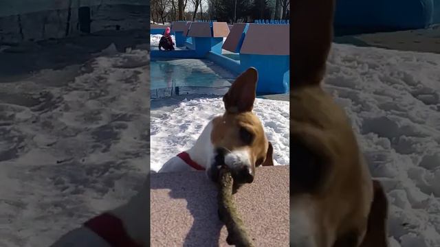 Джек Рассел внезапное появление смотреть онлайн