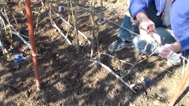 Инжир обрезка смотреть онлайн