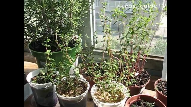 Пряные травы на подоконнике. Знакомство с пряными травами. Какие пряные травы можно вырастить дома смотреть онлайн