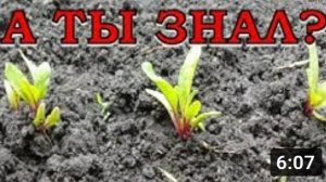 Как вырастить здоровую, вкусную СВЕКЛУ???