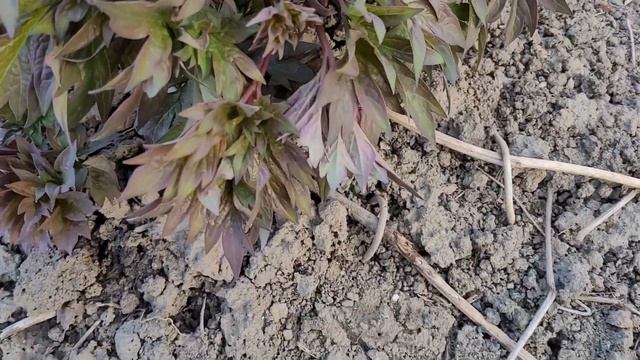 ?Результаты нетрадиционных способов размножения ИТО-ПИОНОВ ?️ смотреть онлайн