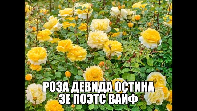 Роза Девида Остина Зе Поэтс Вайф смотреть онлайн