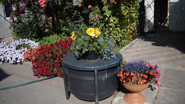 Цветение петунии и других цветов 3.09.2019 года. смотреть онлайн