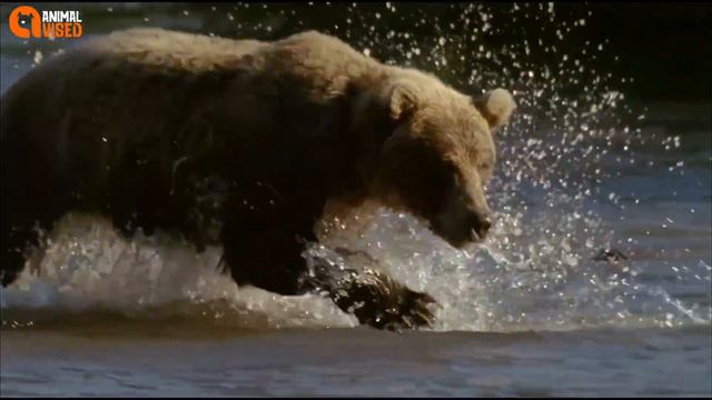 Unveiling the Charm: The 10 Cutest Exotic Animals in the World - A Must-See for Animal Lovers! смотреть онлайн