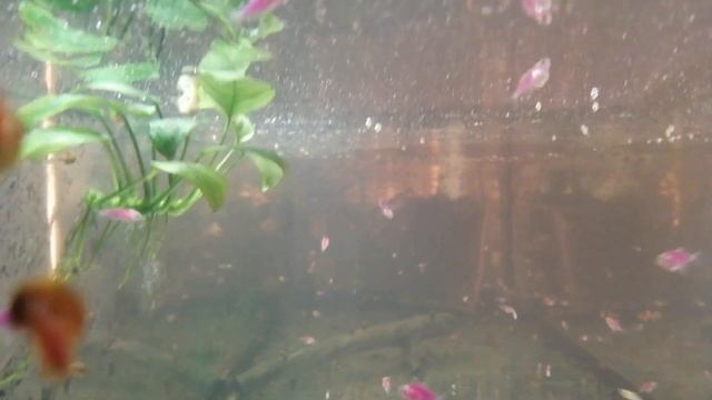 #Аквариум#Тернеция полегла# смотреть онлайн