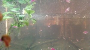 #Аквариум#Тернеция полегла#