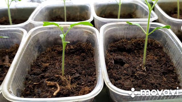 Весна не Весна Огородные Заботы Мои Цветы и Случай из Жизни для Настроения смотреть онлайн