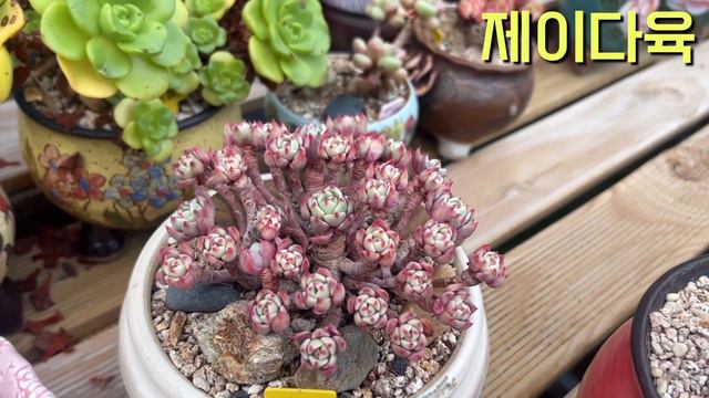 나나후크미니 | succulents | 多肉植物 смотреть онлайн